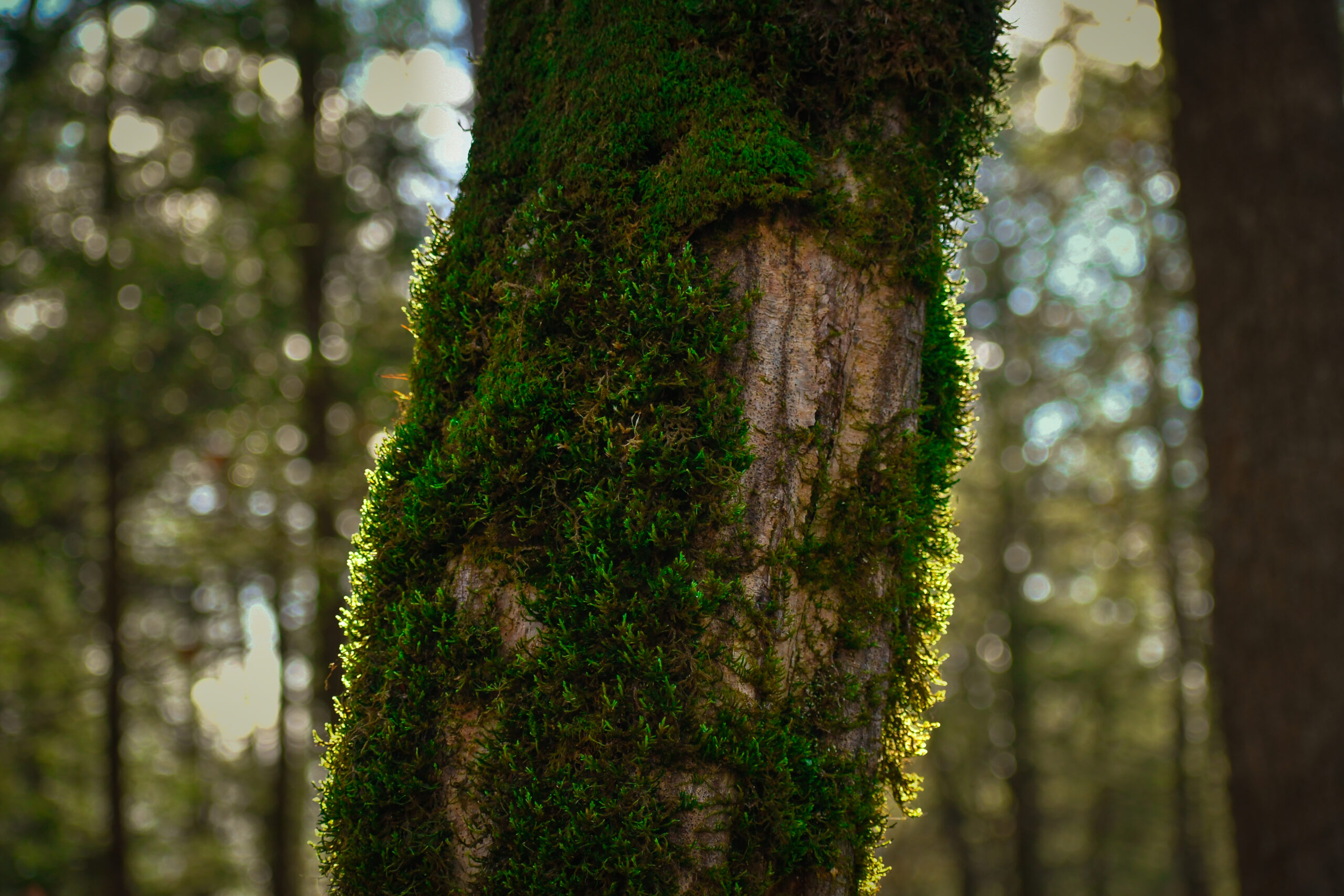 Tree Background